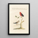 Ornithologia methodice digesta Pl342 - Saverio Manetti — inramlat konstverk på väggen