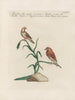 Ornithologie metodiskt bearbetad Pl349 - Saverio Manetti — vy av konstverket