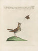 L'ornithologie méthodiquement digérée Pl356 - Saverio Manetti — vy av konstverket