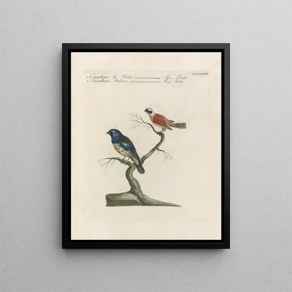 Saverio Manetti - Ornithologia methodice digesta Pl360.webp