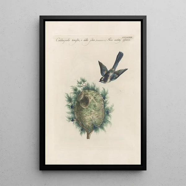 Ornithologia methodice digesta Pl361 - Saverio Manetti — inramlat konstverk på väggen