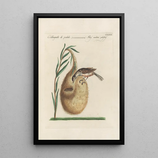 Ornithologia methodice digesta Pl362 - Saverio Manetti — inramlat konstverk på väggen