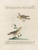 L'ornithologie har metodiskt absorberat Pl377 - Saverio Manetti — vy av konstverket