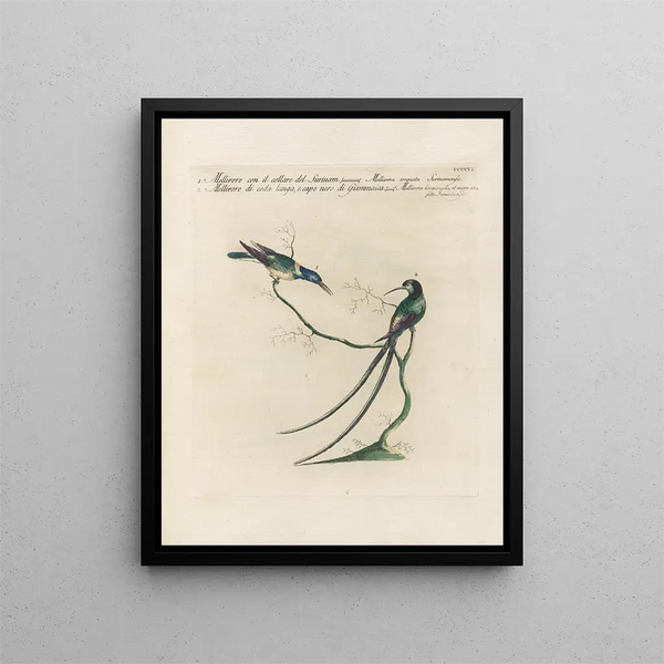 Saverio Manetti - Ornithologia methodice digesta Pl388.webp