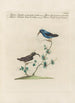 Ornithologia methodice digesta Pl389 - Saverio Manetti — vy av konstverket