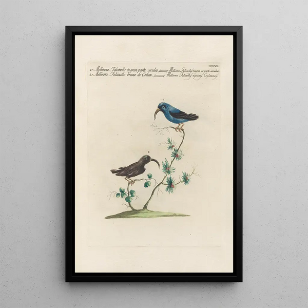 Ornithologia methodice digesta Pl389 - Saverio Manetti — inramlat konstverk på väggen
