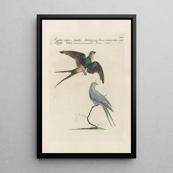 Ornithologia methodice digesta Pl392 - Saverio Manetti — inramlat konstverk på väggen