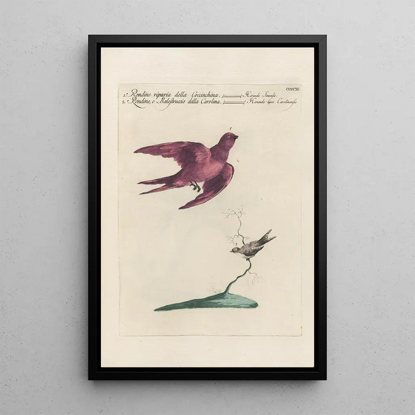 Ornithologia methodice digesta Pl393 - Saverio Manetti — inramlat konstverk på väggen