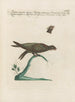 Ornithologia methodice digesta Pl394 - Saverio Manetti — vy av konstverket