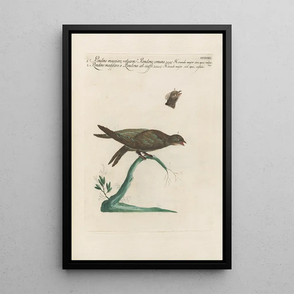Ornithologia methodice digesta Pl394 - Saverio Manetti — inramlat konstverk på väggen