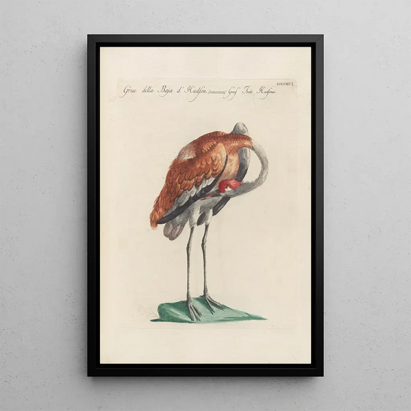 Ornithologia methodice digesta Pl398 - Saverio Manetti — inramlat konstverk på väggen