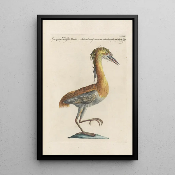 Ornithologia methodice digesta Pl401 - Saverio Manetti — inramlat konstverk på väggen
