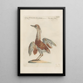 Saverio Manetti - Ornithologia methodice digesta Pl402.webp