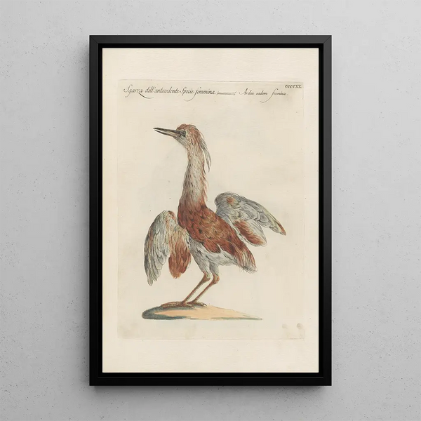 Ornithologia methodice digesta Pl402 - Saverio Manetti — inramlat konstverk på väggen