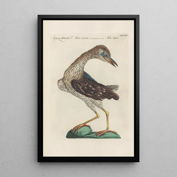 Ornithologia methodice digesta Pl403 - Saverio Manetti — inramlat konstverk på väggen