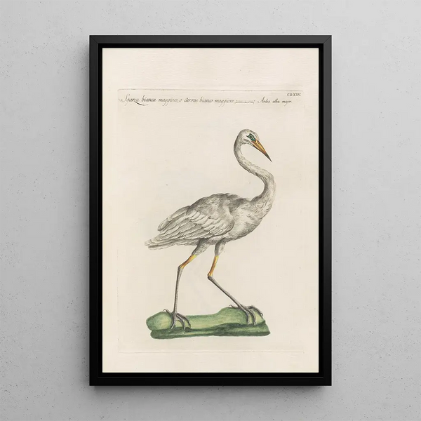 Ornithologia methodice digesta Pl407 - Saverio Manetti — inramlat konstverk på väggen