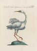 Ornithologia methodice digesta Pl408 - Saverio Manetti — vy av konstverket