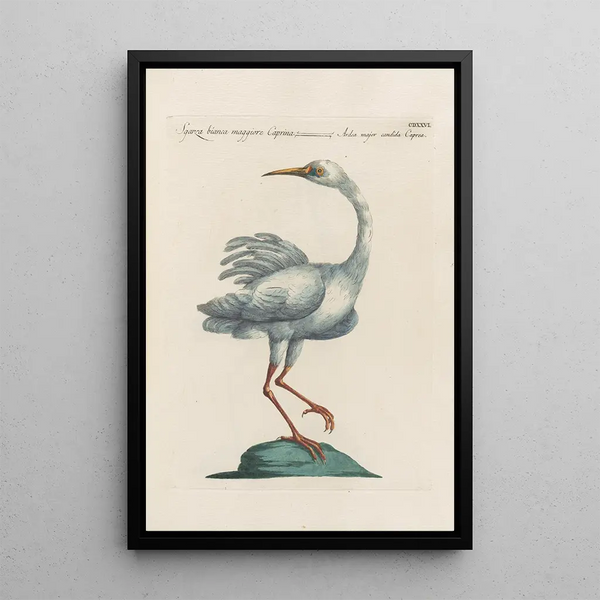Ornithologia methodice digesta Pl408 - Saverio Manetti — inramlat konstverk på väggen