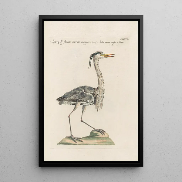 Ornithologia methodice digesta Pl409 - Saverio Manetti — inramlat konstverk på väggen