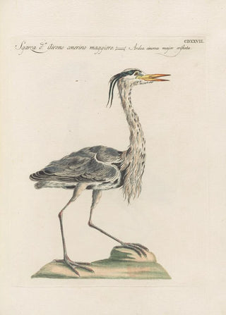 Saverio Manetti - Ornithologia methodice digesta Pl409.webp