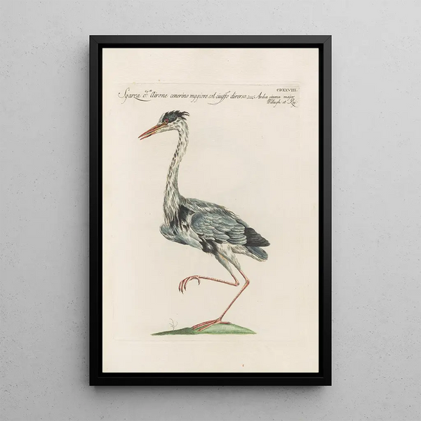 Ornithologia methodice digesta Pl410 - Saverio Manetti — inramlat konstverk på väggen