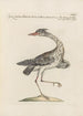 Ornithologia methodice digesta Pl411 - Saverio Manetti — vy av konstverket