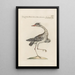 Ornithologia methodice digesta Pl411 - Saverio Manetti — inramlat konstverk på väggen