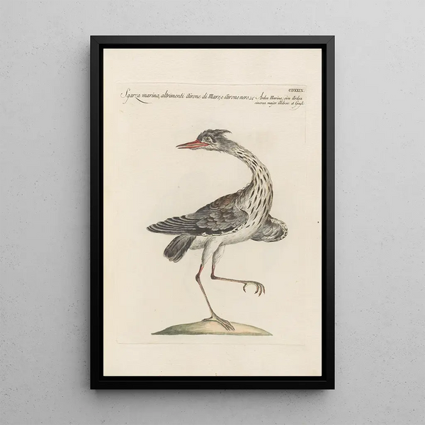 Ornithologia methodice digesta Pl411 - Saverio Manetti — inramlat konstverk på väggen