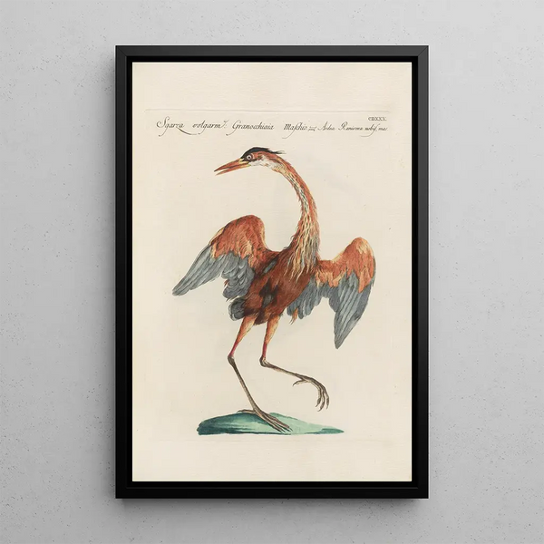 Ornithologia methodice digesta Pl412 - Saverio Manetti — inramlat konstverk på väggen