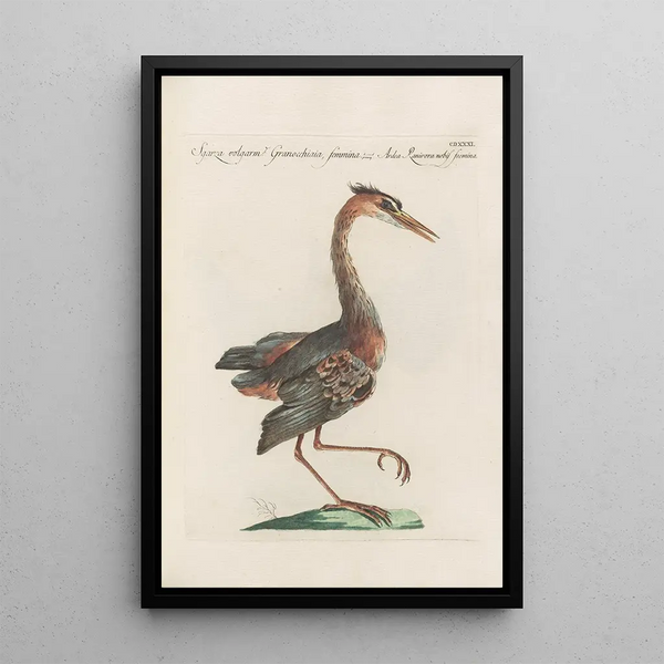 Ornithologia methodice digesta Pl413 - Saverio Manetti — inramlat konstverk på väggen