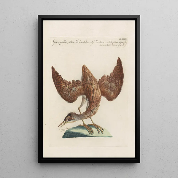 Ornithologia methodice digesta Pl414 - Saverio Manetti — inramlat konstverk på väggen