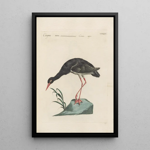 Ornithologia methodice digesta Pl415 - Saverio Manetti — inramlat konstverk på väggen