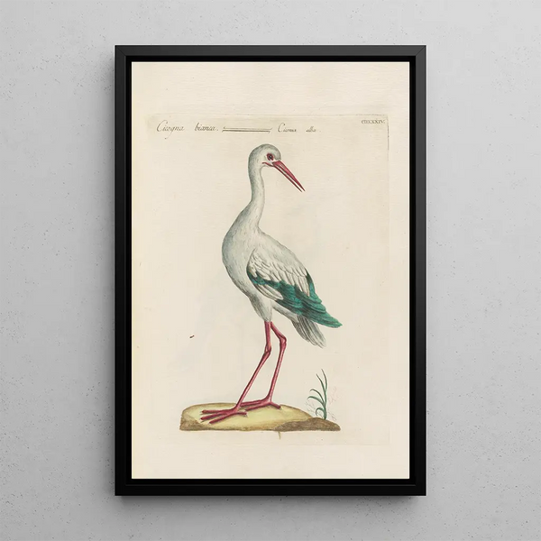 Ornithologia methodice digesta Pl416 - Saverio Manetti — inramlat konstverk på väggen