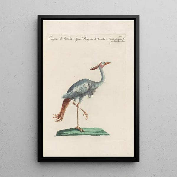Ornithologia methodice digesta Pl417 - Saverio Manetti — inramlat konstverk på väggen