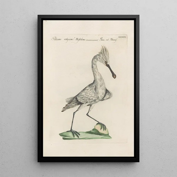 Ornithologia methodice digesta Pl419 - Saverio Manetti — inramlat konstverk på väggen
