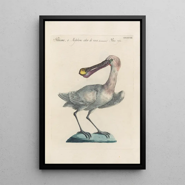Ornithologia methodice digesta Pl420 - Saverio Manetti — inramlat konstverk på väggen