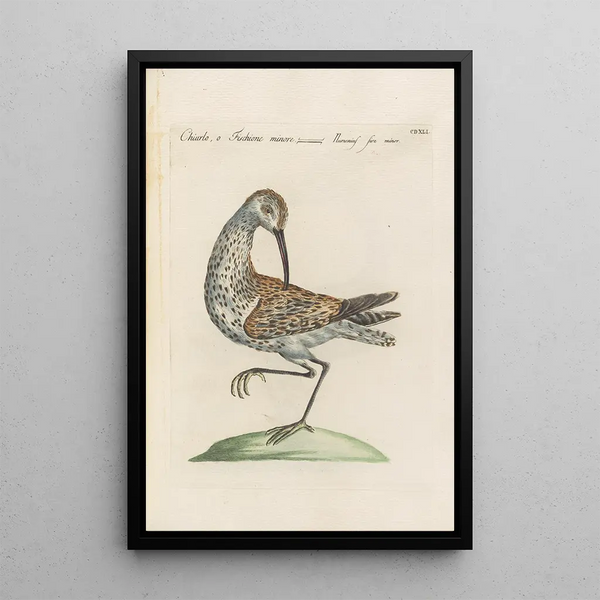 Ornithologia methodice digesta Pl423 - Saverio Manetti — inramlat konstverk på väggen