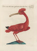 Ornithologia methodice digesta Pl424 - Saverio Manetti — vy av konstverket