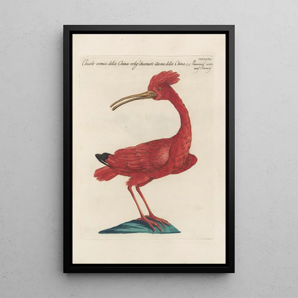 Ornithologia methodice digesta Pl424 - Saverio Manetti — inramlat konstverk på väggen