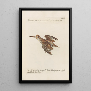 Saverio Manetti - Ornithologia methodice digesta Pl425.webp