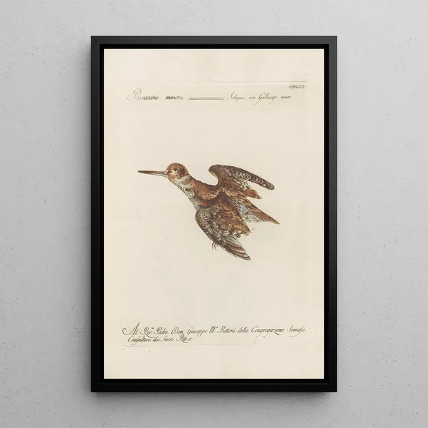 Ornithologia methodice digesta Pl425 - Saverio Manetti — inramlat konstverk på väggen