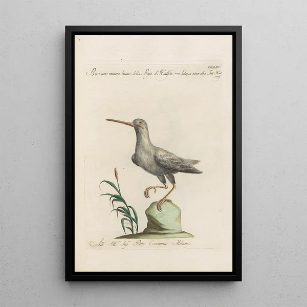 Ornithologia methodice digesta Pl426 - Saverio Manetti — inramlat konstverk på väggen