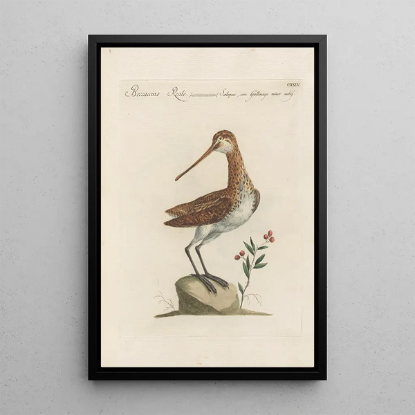 Ornithologia methodice digesta Pl427 - Saverio Manetti — inramlat konstverk på väggen