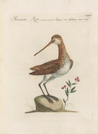 Saverio Manetti - Ornithologia methodice digesta Pl427.webp