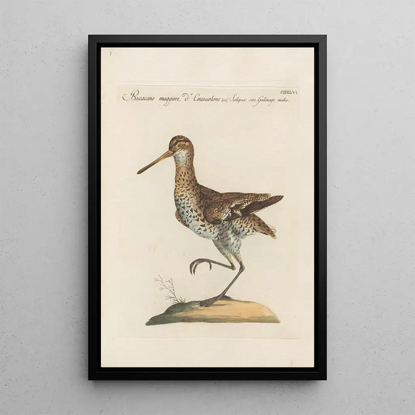 Ornithologia methodice digesta Pl428 - Saverio Manetti — inramlat konstverk på väggen