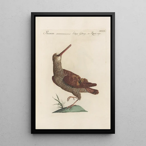 Ornithologia methodice digesta Pl429 - Saverio Manetti — inramlat konstverk på väggen