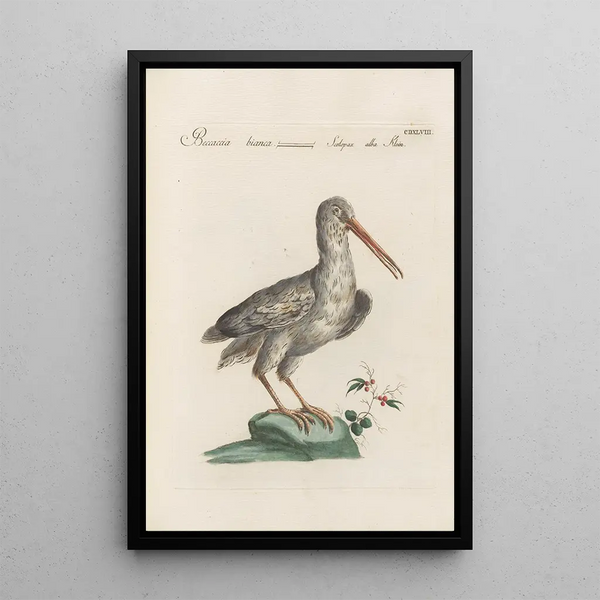 Ornithologia methodice digesta Pl430 - Saverio Manetti — inramlat konstverk på väggen