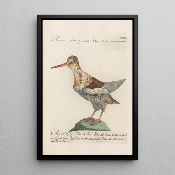 Ornithologia methodice digesta Pl431 - Saverio Manetti — inramlat konstverk på väggen