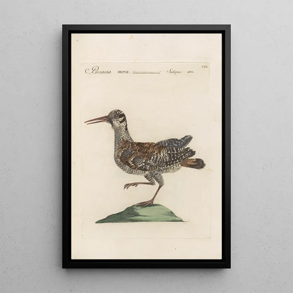 Ornithologia methodice digesta Pl432 - Saverio Manetti — inramlat konstverk på väggen