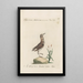 Ornithologia methodice digesta Pl433 - Saverio Manetti — inramlat konstverk på väggen